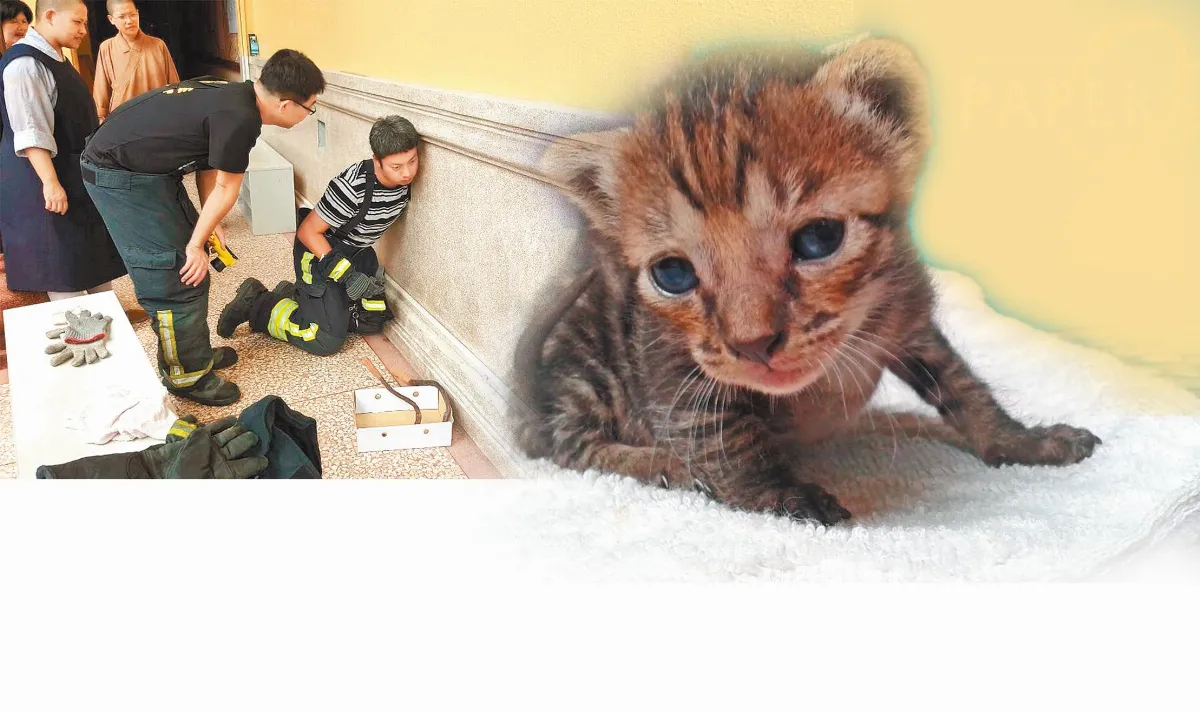 圓福寺佛度有緣貓 法名來妙