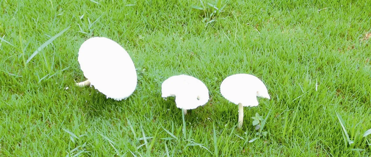 生活快門 雨中奇景