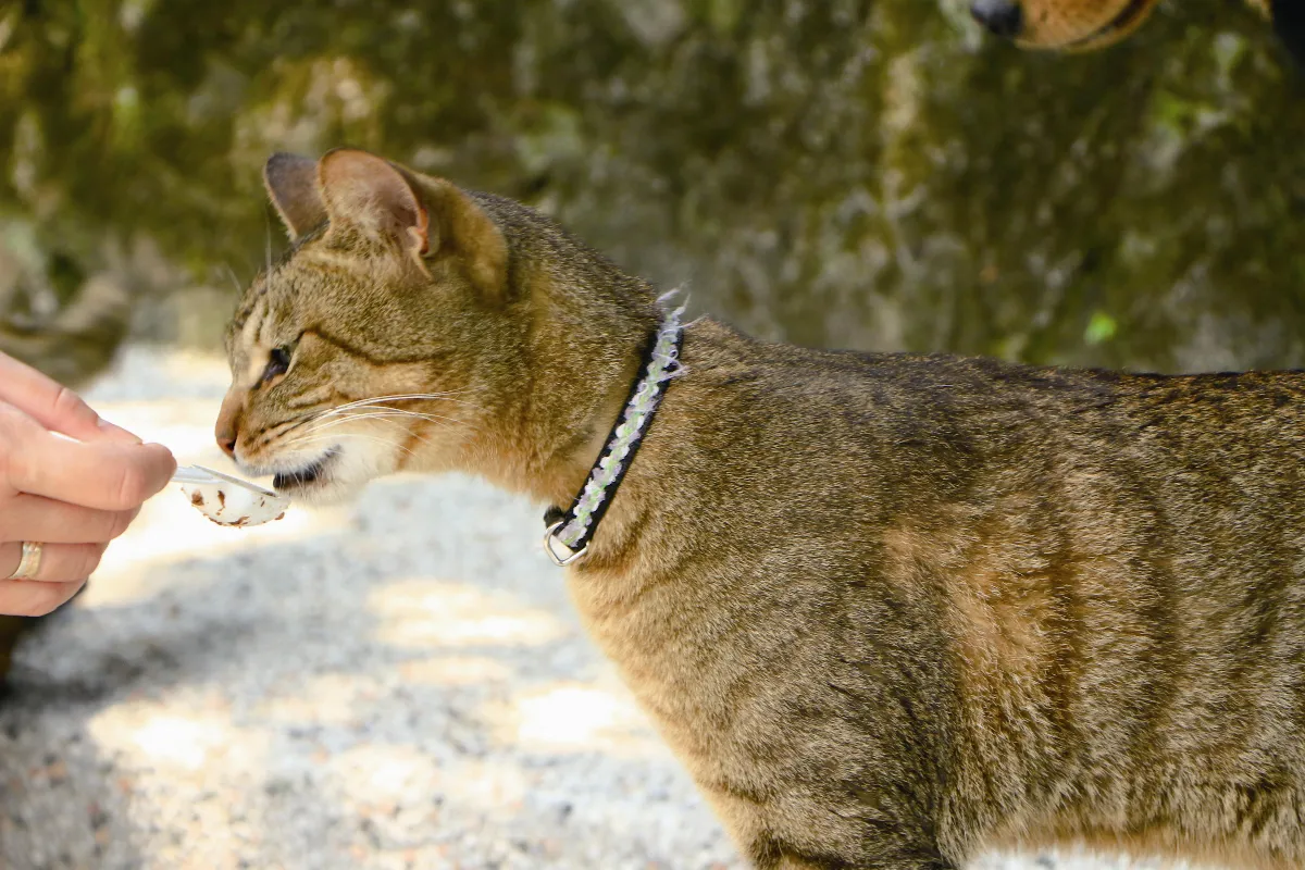 旅行快門 猴硐的貓，真幸福