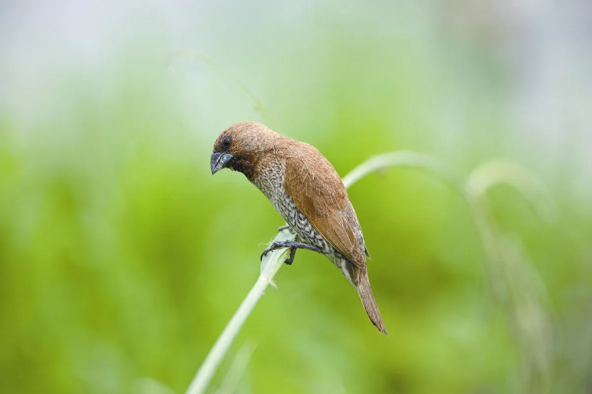 奇妙生物 稻禾上的斑文鳥