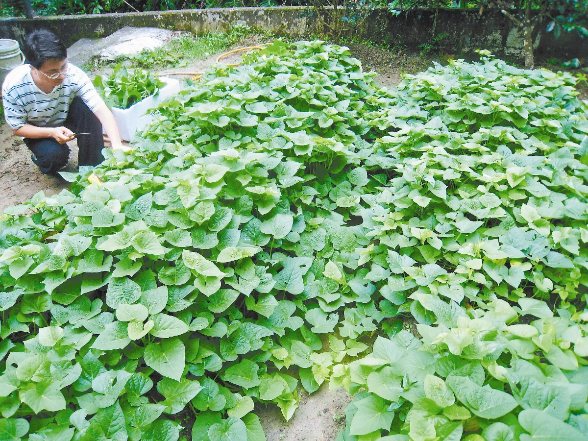 藍山坎煙 地瓜葉的回憶 蛋蛋妹是品管員