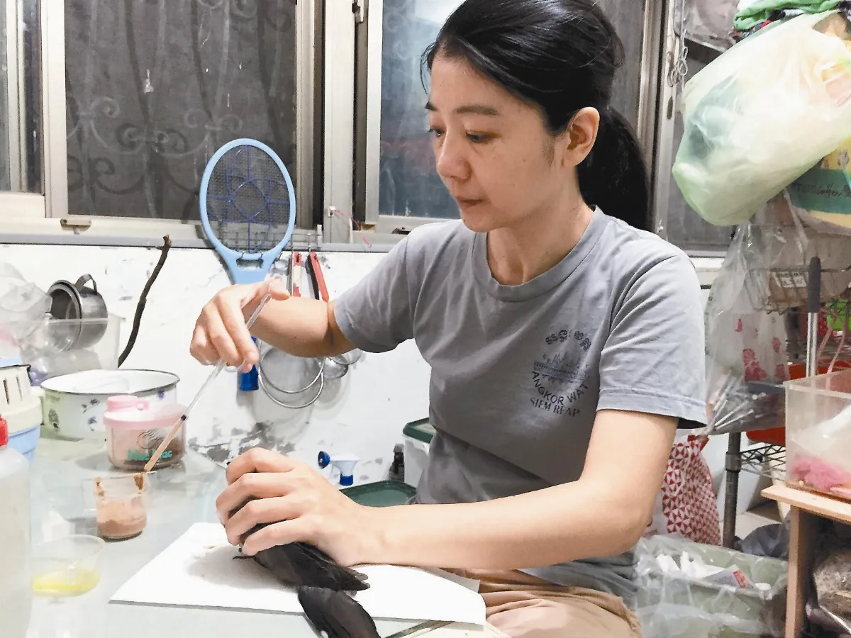 鳥類移居都會 颱風受傷創紀錄