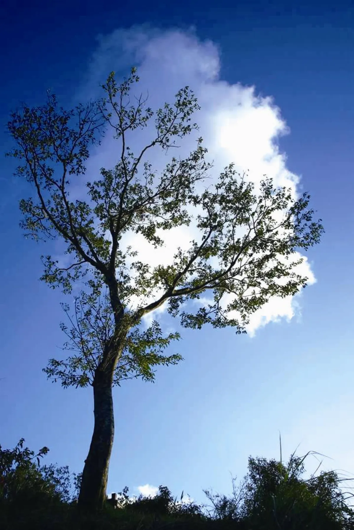 生活快門 棉花糖回憶