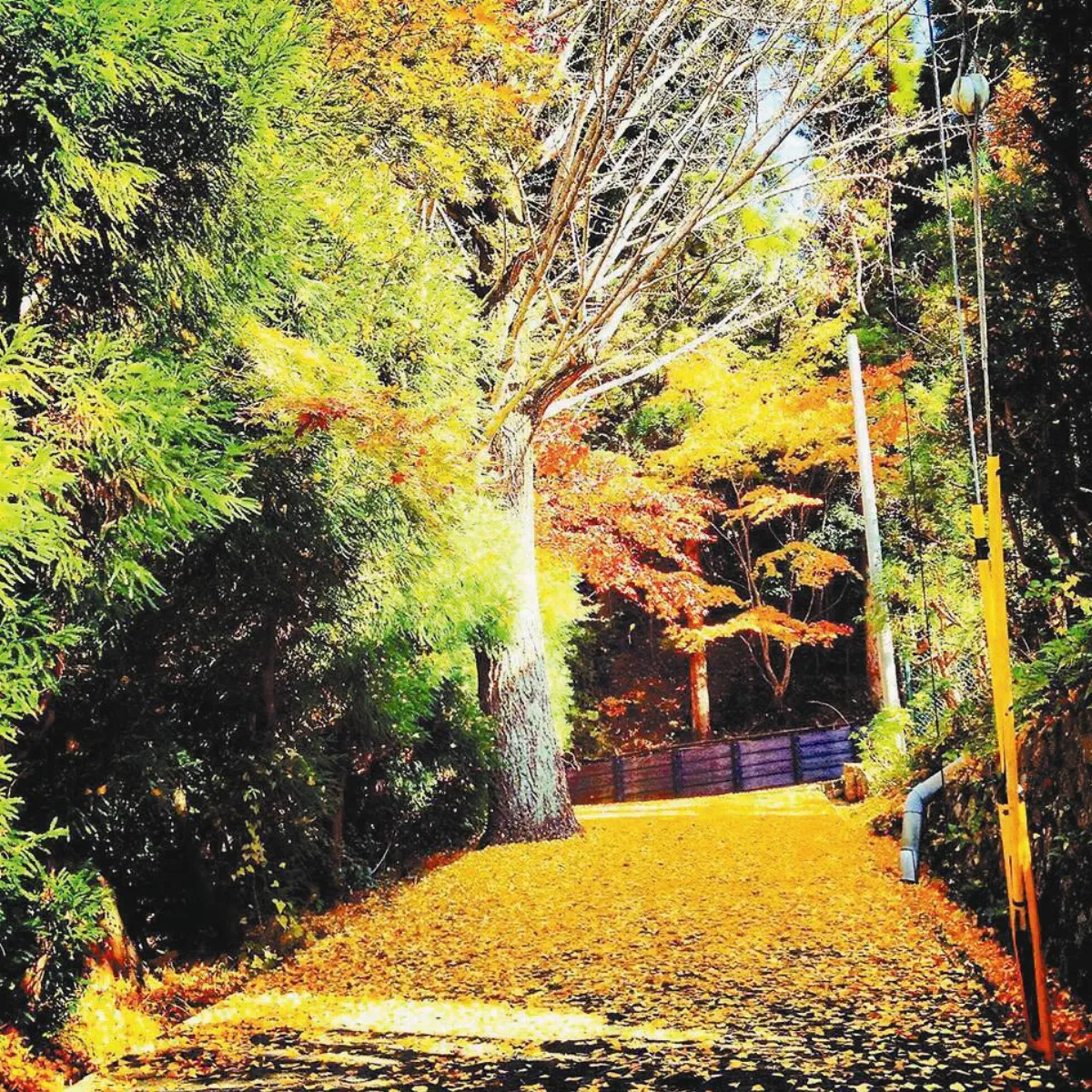 旅行快門 楓紅杏黃 驚豔連連