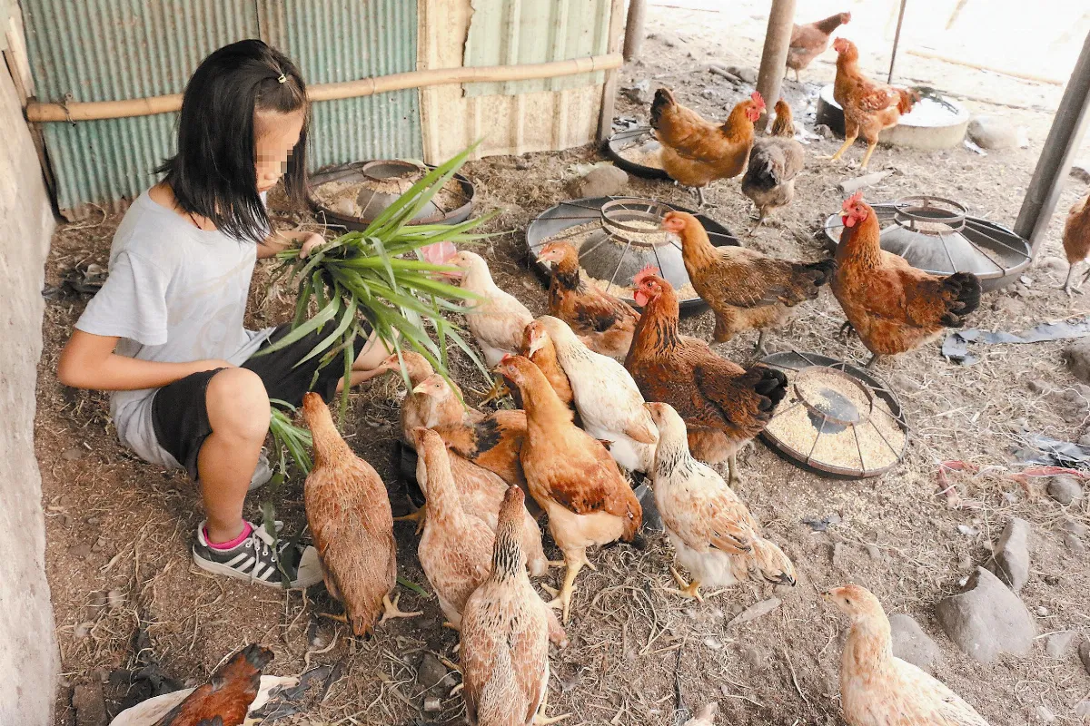偏鄉5兄妹 割草養雞顧阿嬤