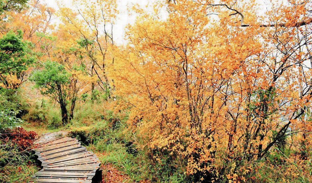 賞山毛櫸 翠峰道路管制