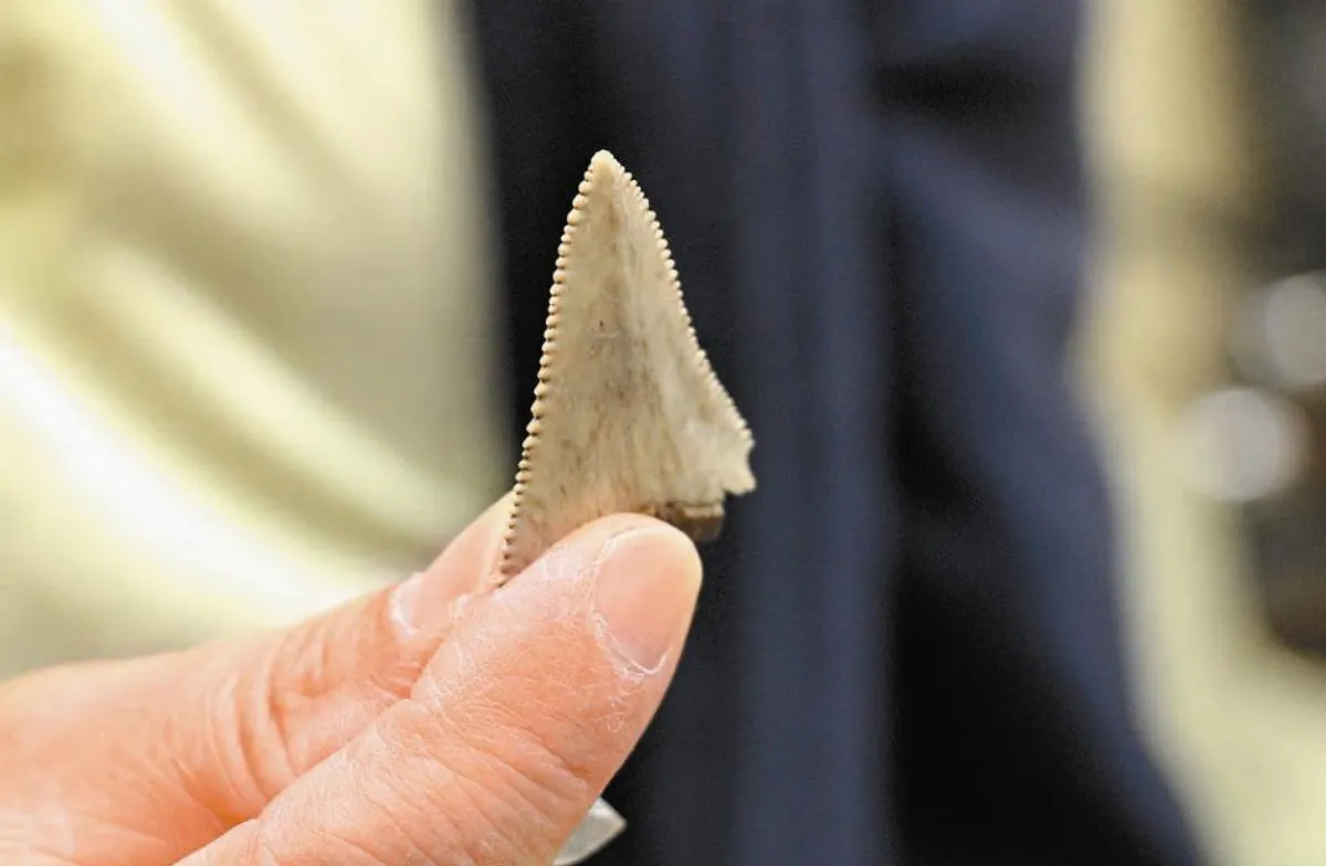 都蘭灣4千年 大白鯊牙齒出土