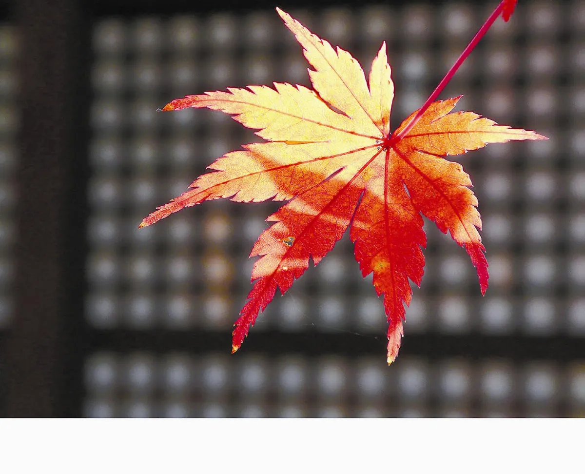 攝影概念  構圖の視覺溝通