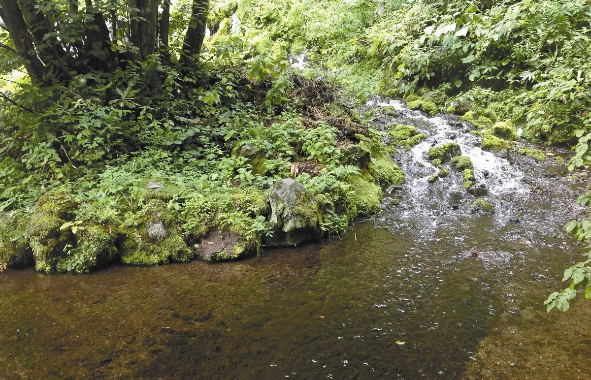 【人間植物禪】神奇的雜草
