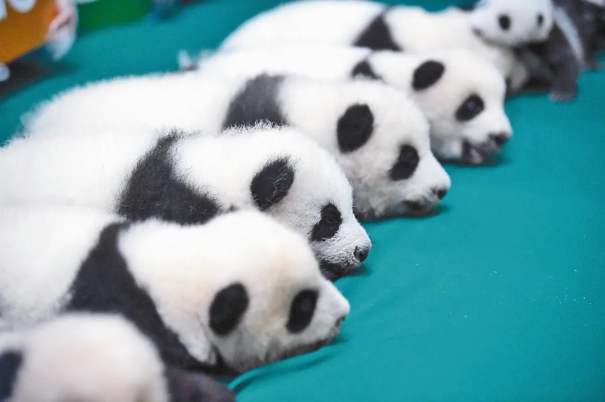 貓熊寶寶要徵名 6對雙胞胎 成都亮相