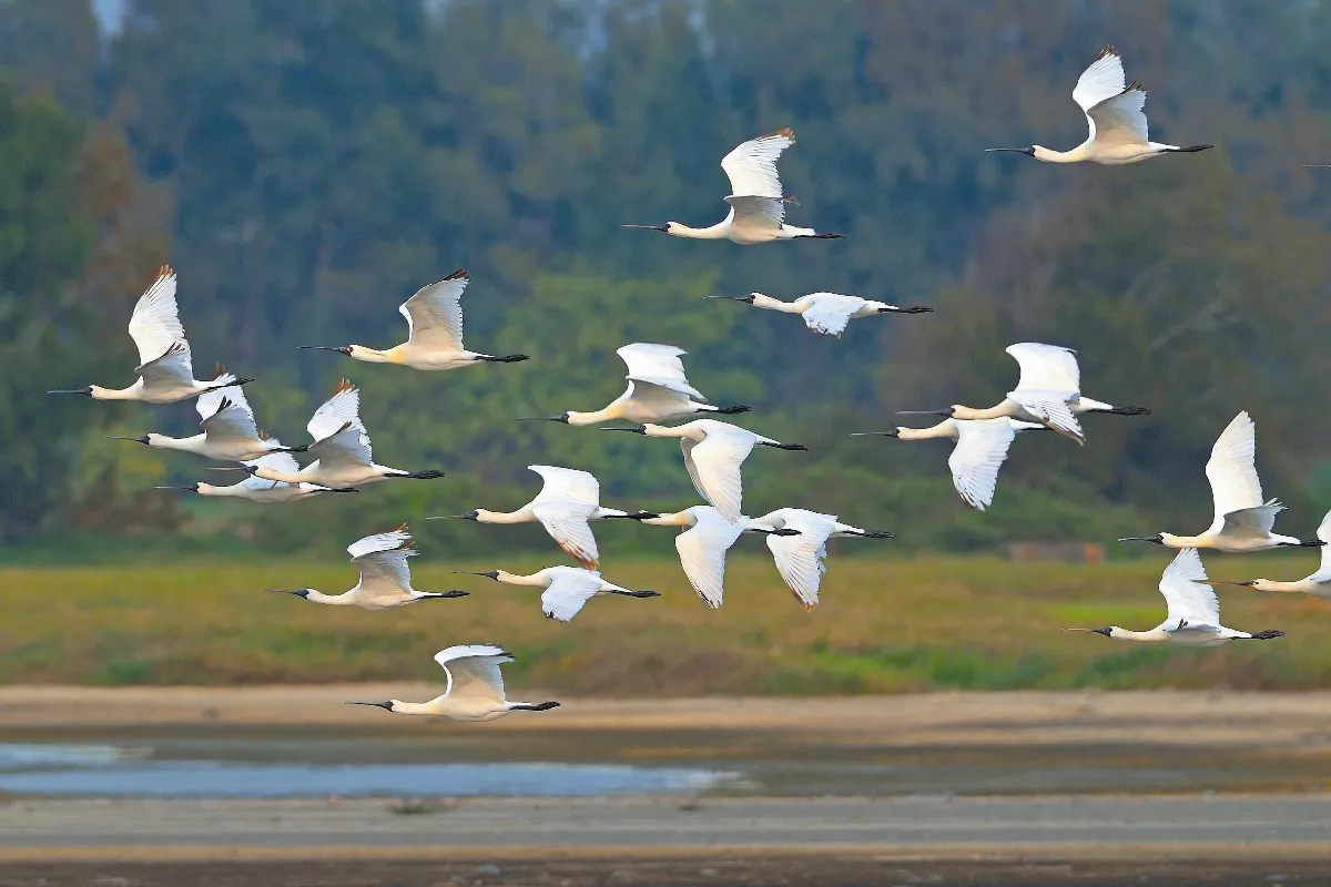 黑面琵鷺 歡聚鰲鼓濕地