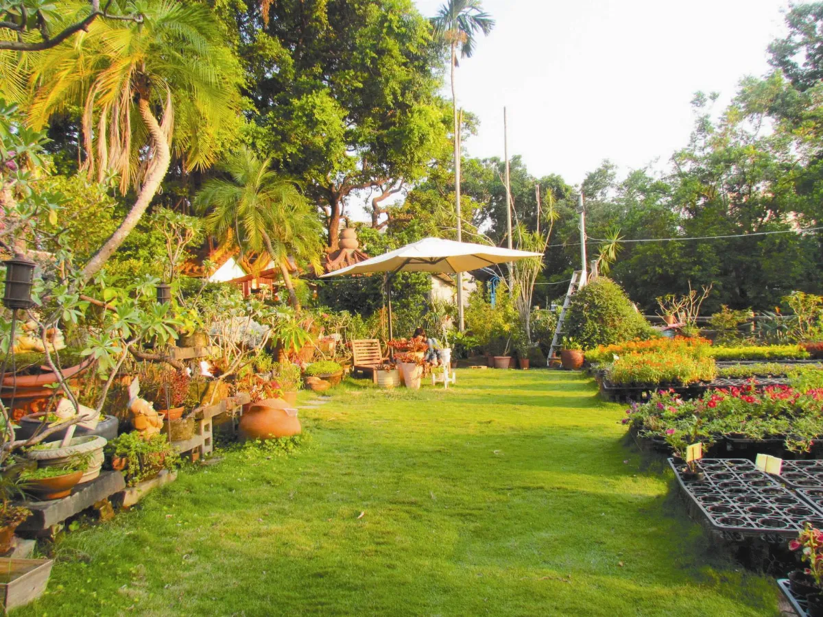 綠草如茵 徜徉文心園