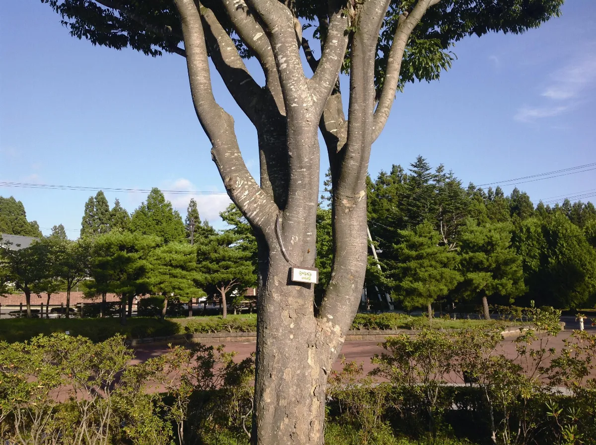 【人間植物禪】 慈悲的心
