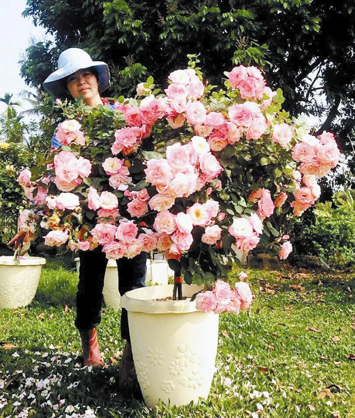浪漫夫妻 一樹玫瑰萬朵花