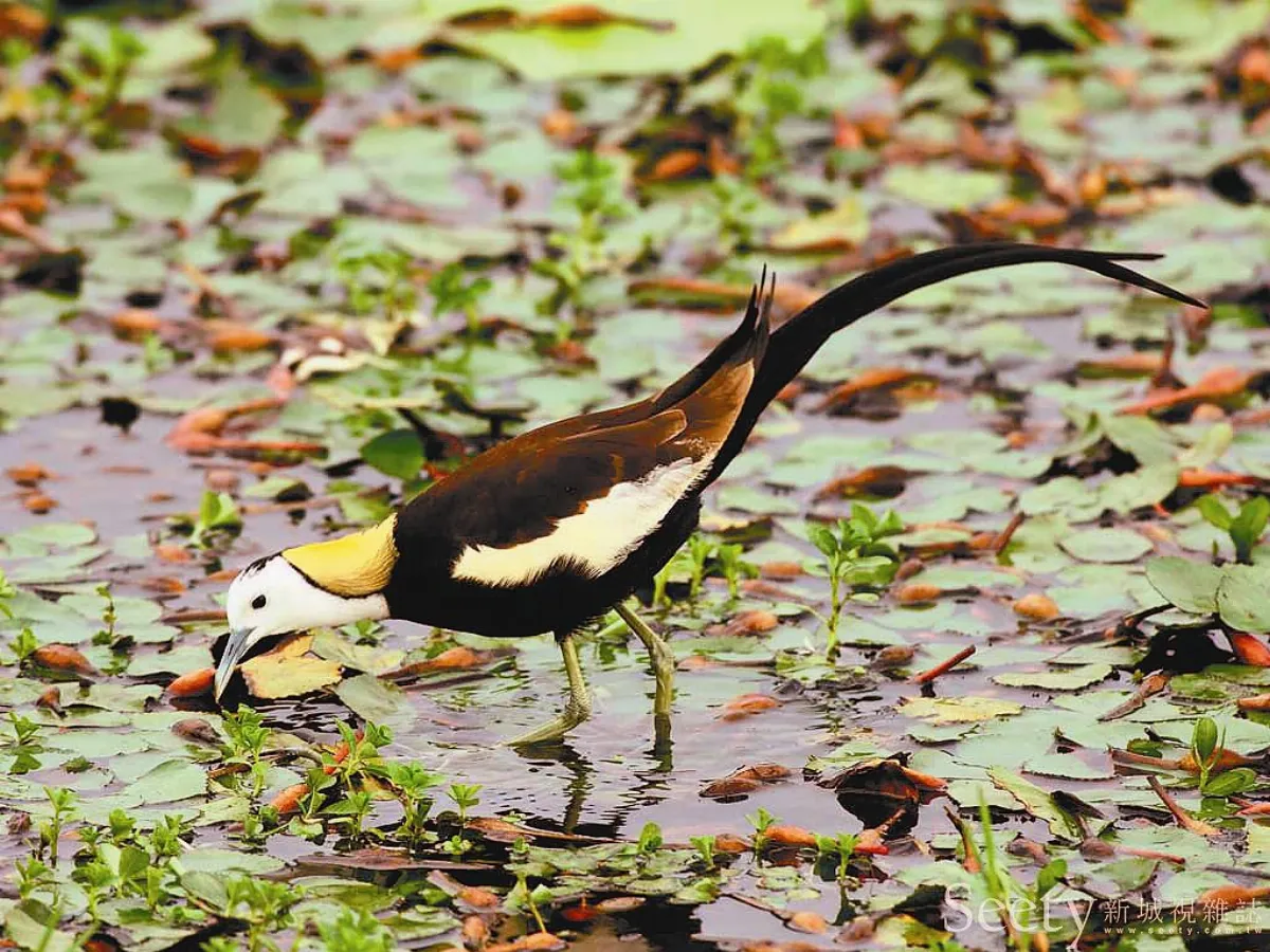 台灣水雉不敵泰國鮕鮘
