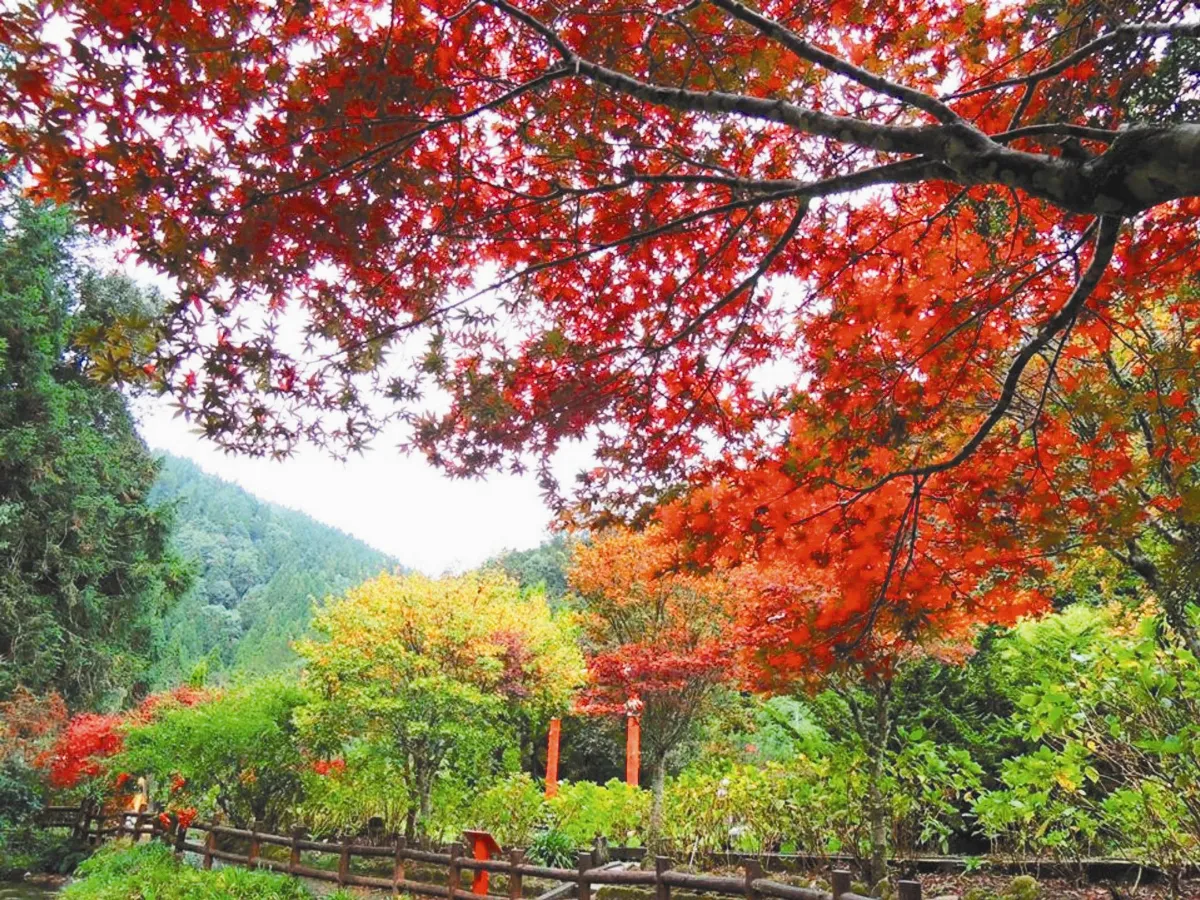 入冬換紅妝 杉林溪賞楓期到了