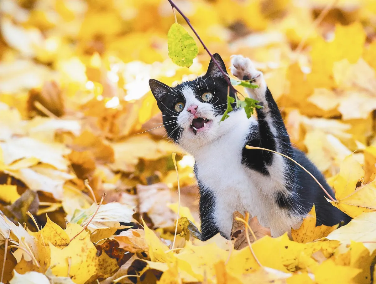 入冬換紅妝 杉林溪賞楓期到了