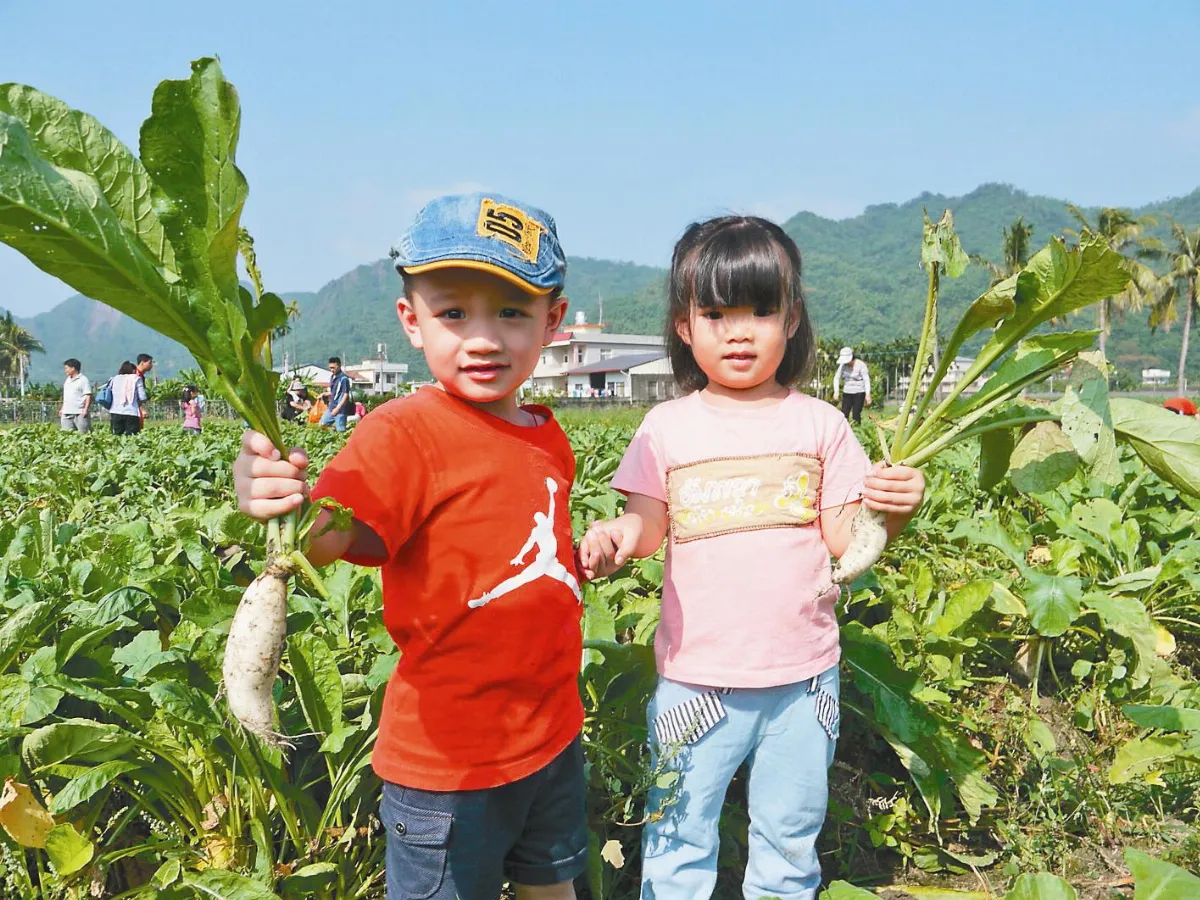 美濃白玉蘿蔔 立冬遊客暴增