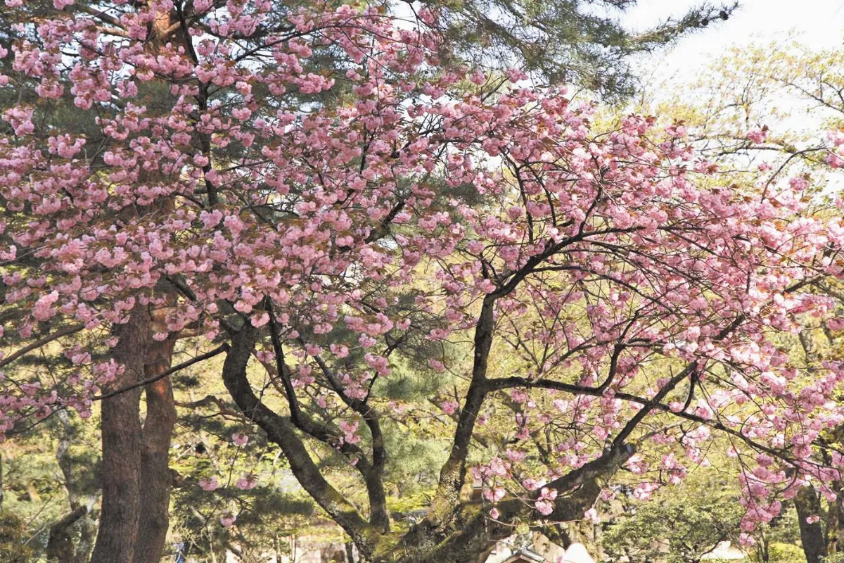 兼六櫻花見 上