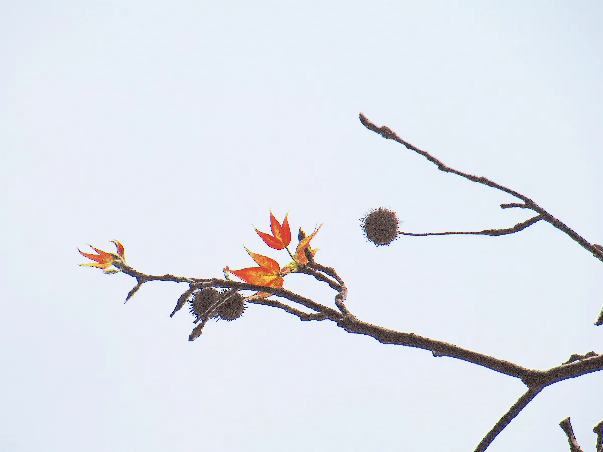 生活快門 又見楓紅