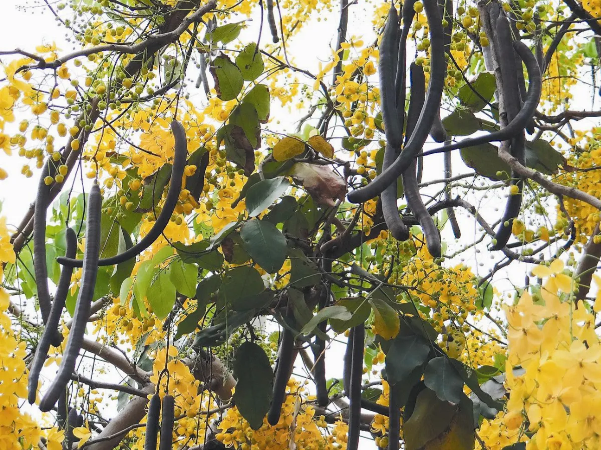 植物教室 落英繽紛，如黃金閃亮的阿勃勒