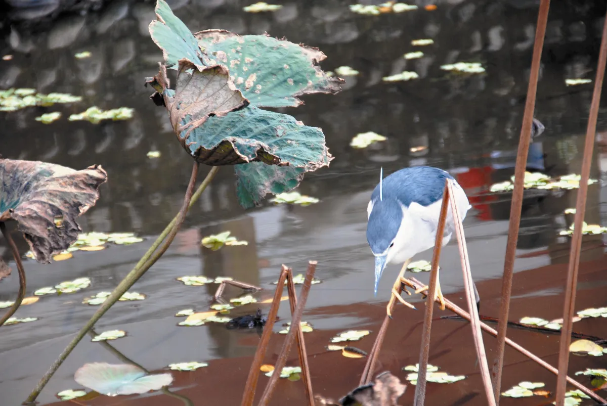 遊藝筆記 蒹葭與秋荷深秋即事  （上）