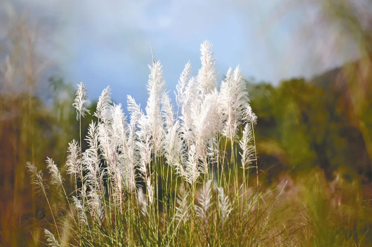 遊藝筆記 蒹葭與秋荷深秋即事  （上）