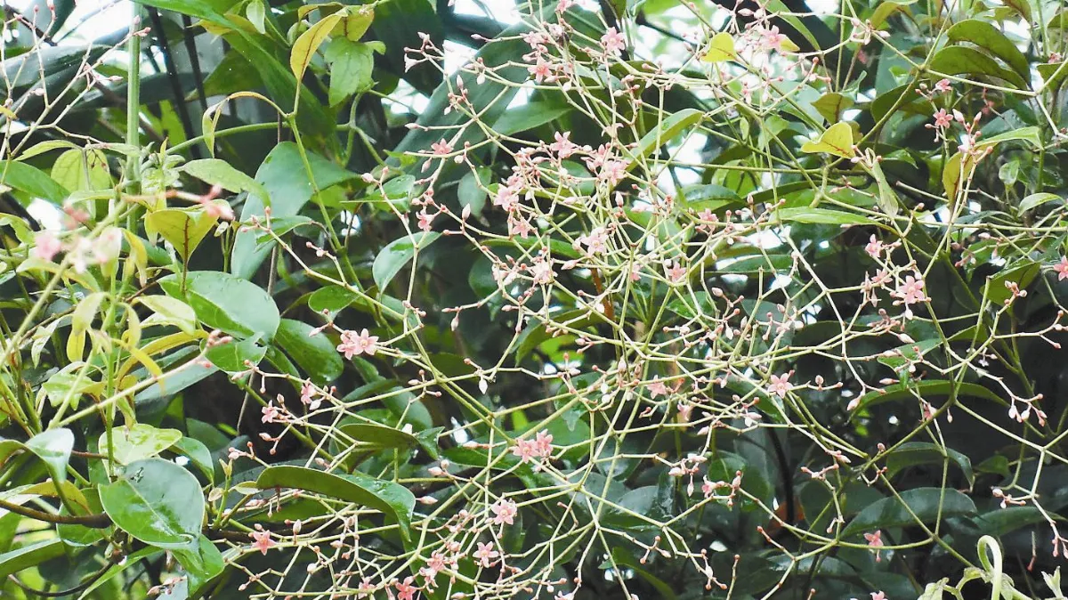 難分辨 白頷樹蛙、酸藤遭錯殺