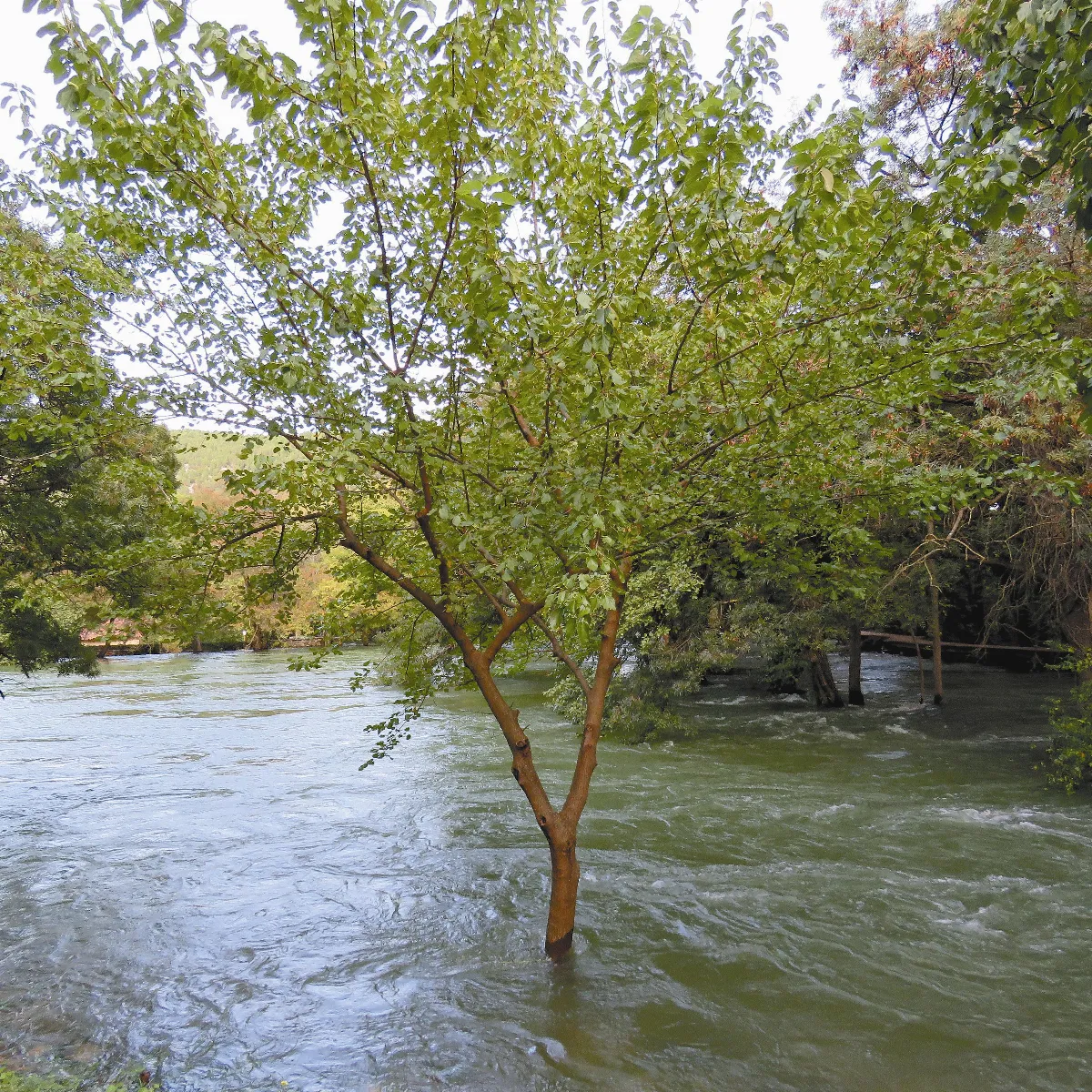 【人間植物禪】 水中的樹