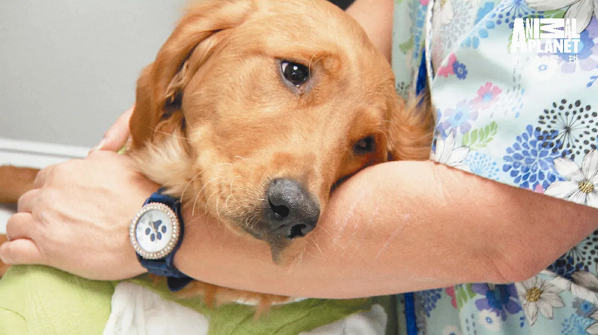 優質電視選 熱血獸醫師：愛心滿滿