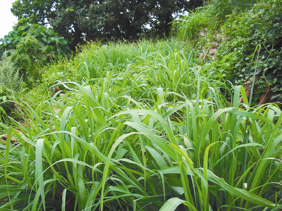 天然園 廣結善緣 檸檬香茅