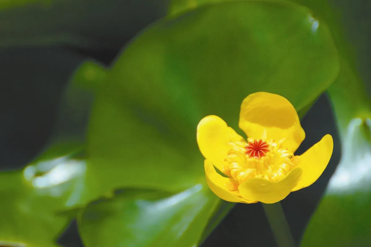 花開禪心    生命記憶