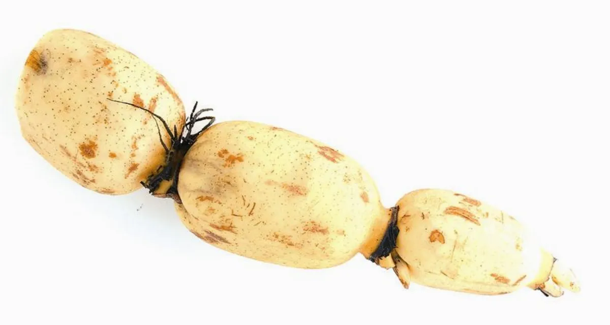 補血食材 蓮藕促進循環 大豆改善水腫 洋蔥淨化血瘀