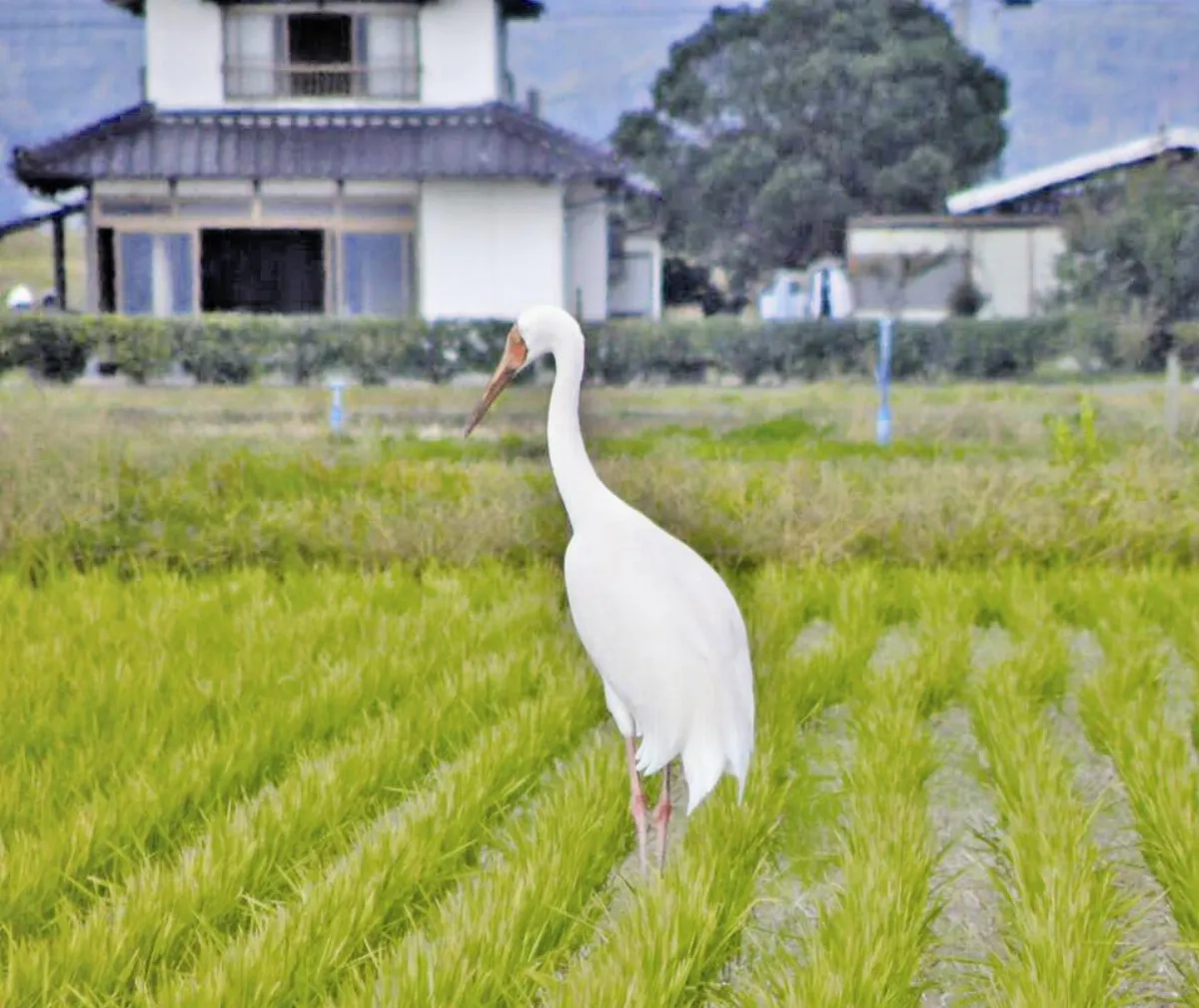 金山小白鶴  滯台滿周年