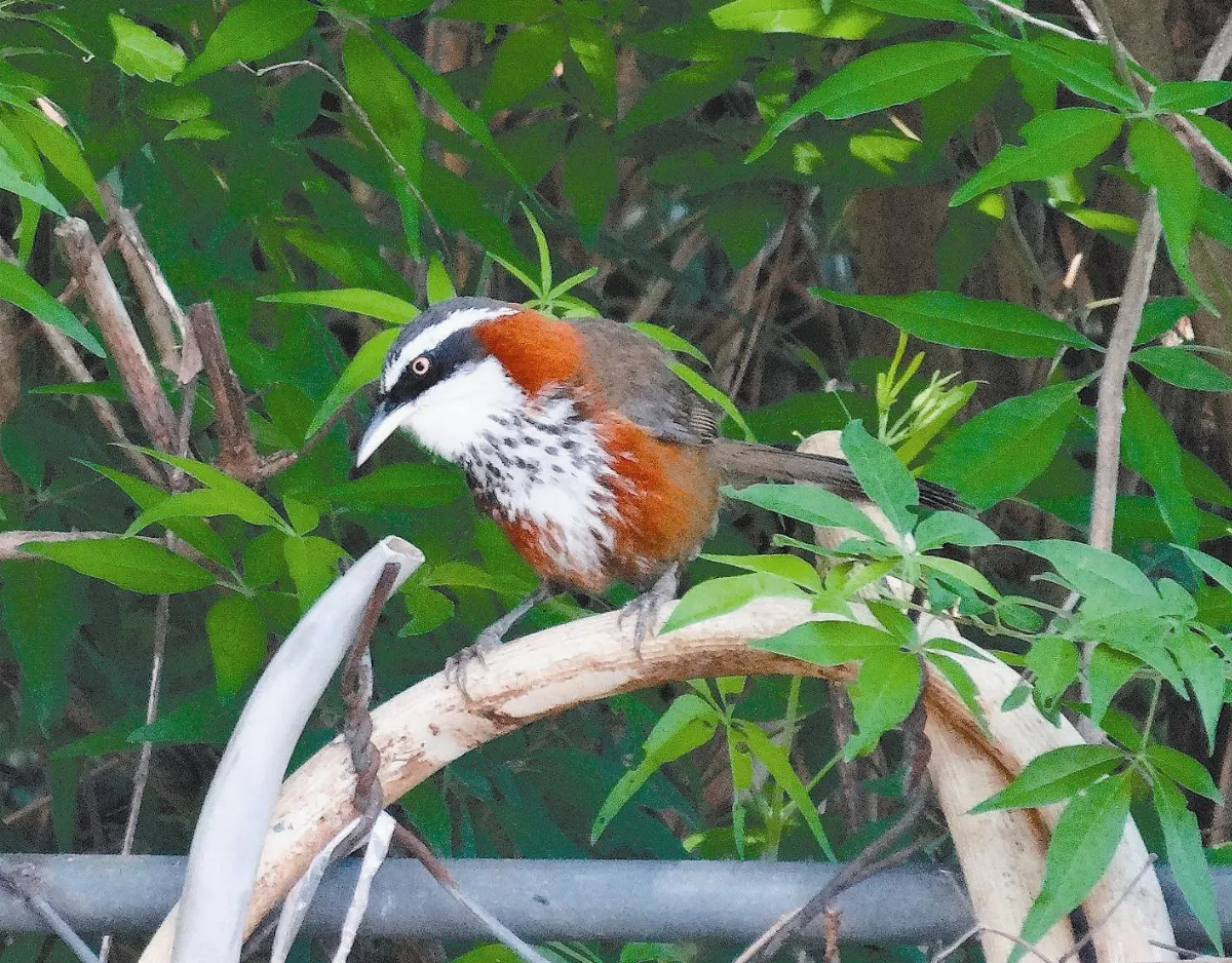 小彎嘴畫眉