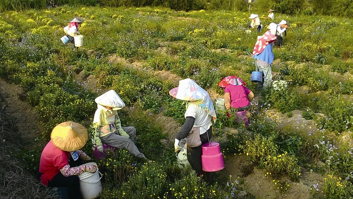 旅行快門 採菊風情畫