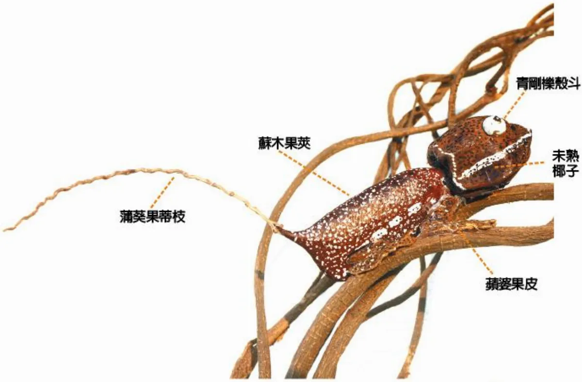 創作DIY 蔓藤上的蜥蜴和昆蟲