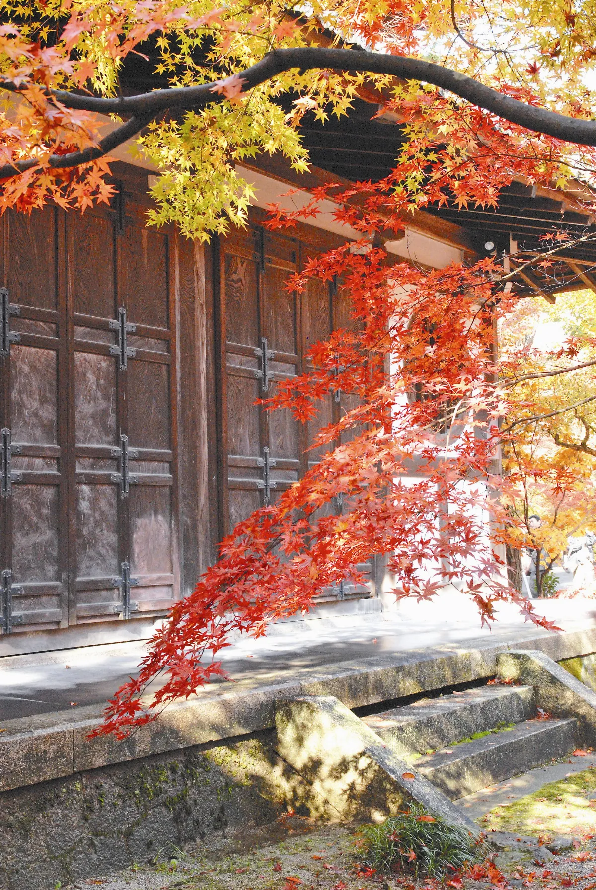 【遊藝筆記】 霜葉紅於二月花