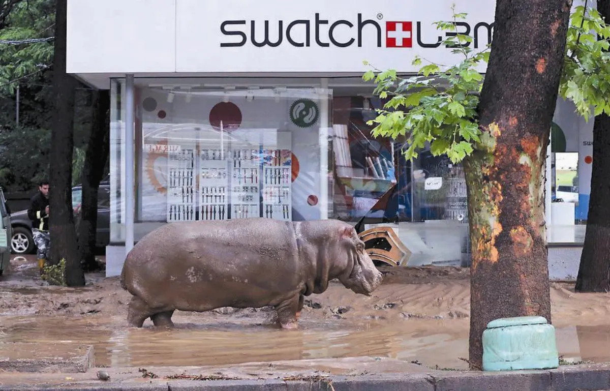 路透 精采年度照片 趁著水患 爭取自由