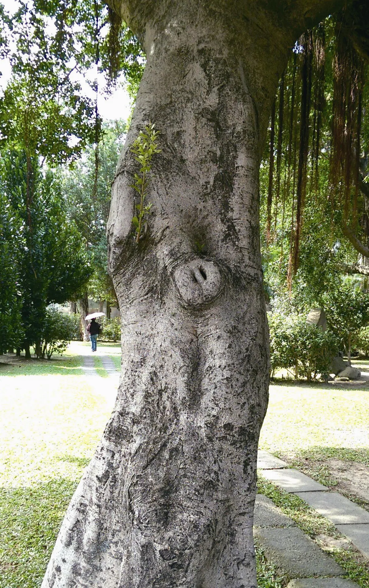 生活快門 樹上的小豬