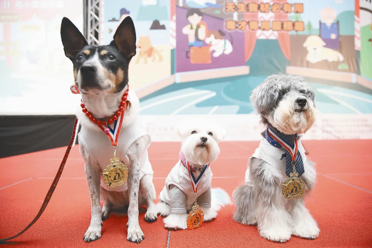 流浪狗新工作 檢疫犬、狗醫生