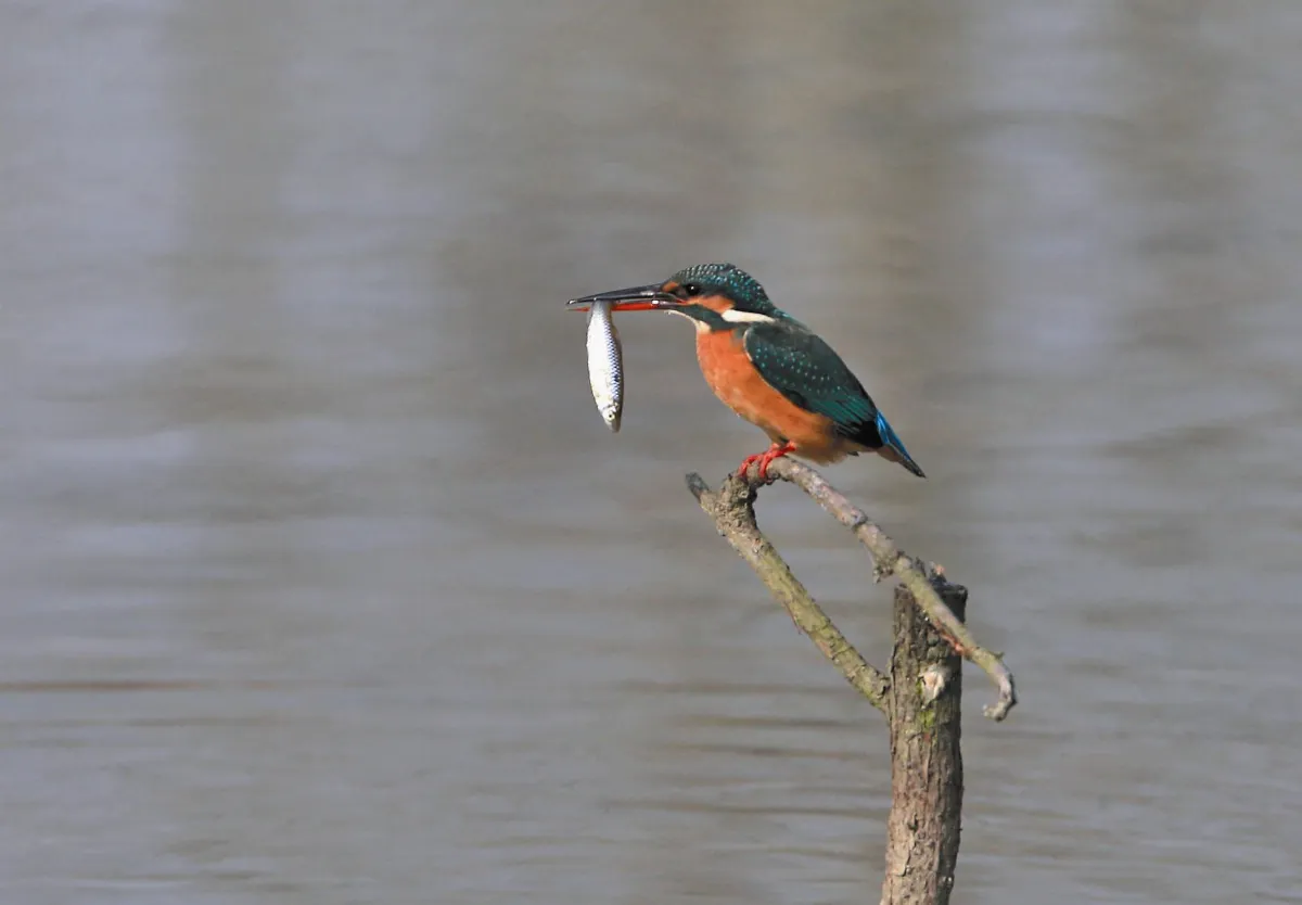 翠鳥捕魚
