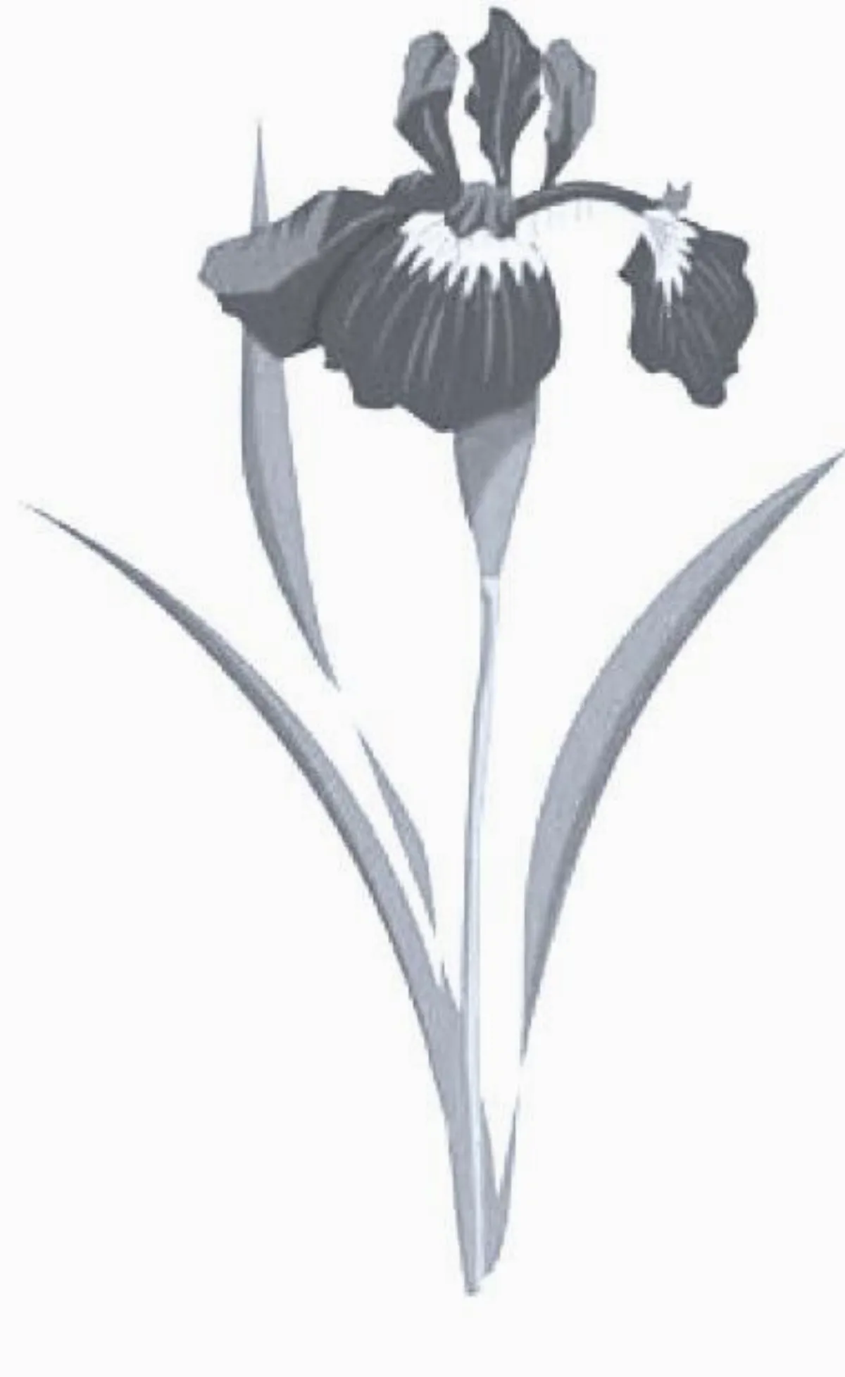 鳶尾花的枝梗