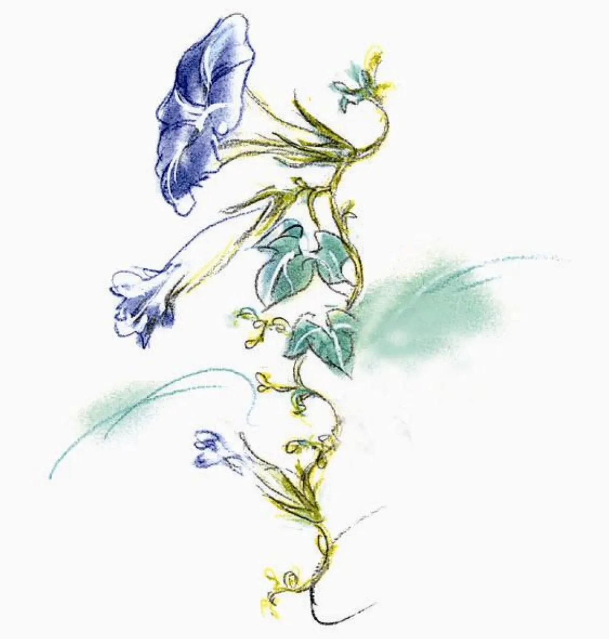 小小詩人 小花