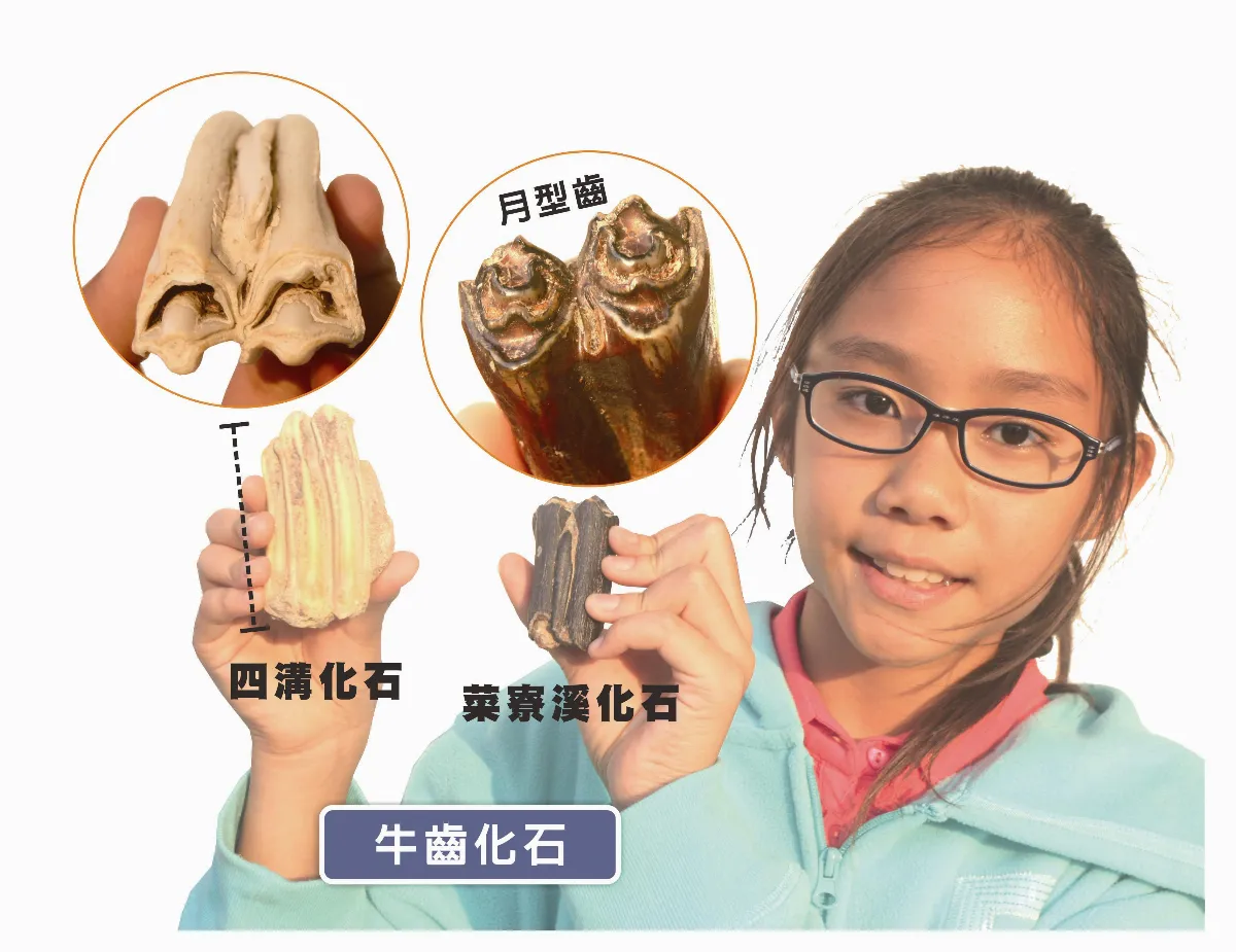 認識化石 牛化石
