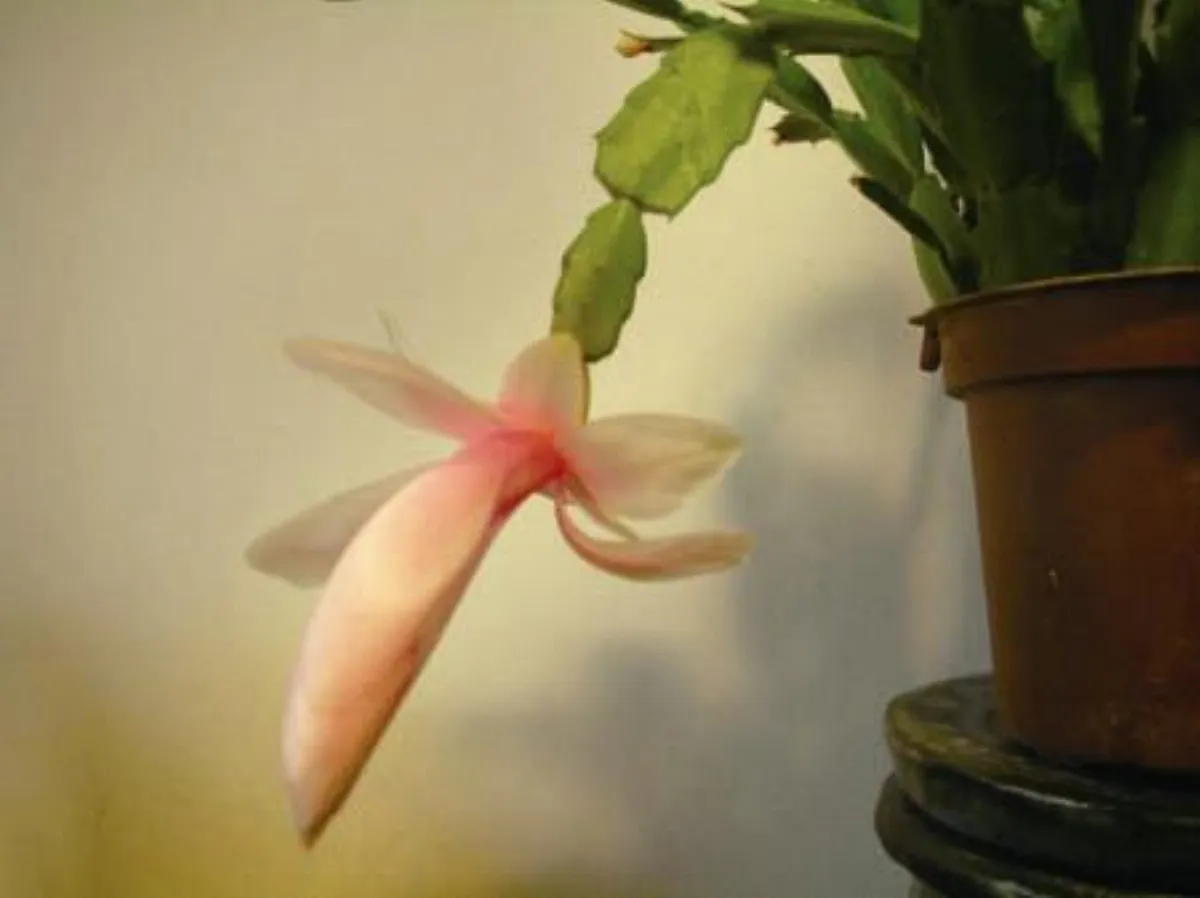 【植物聯合國】 迷人螃蟹蘭