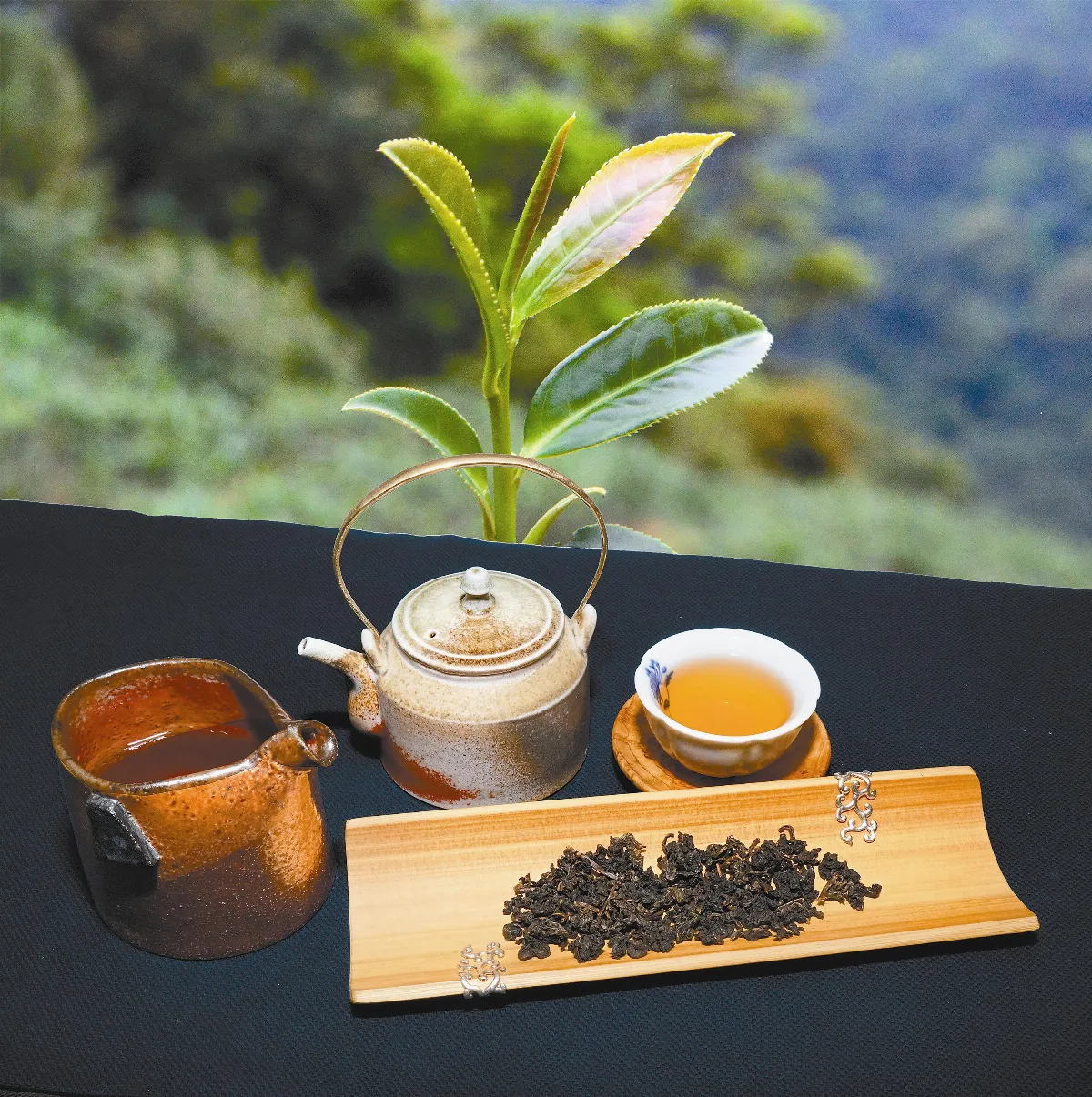 茶來茶去  十二月的台北櫻花與鐵觀音