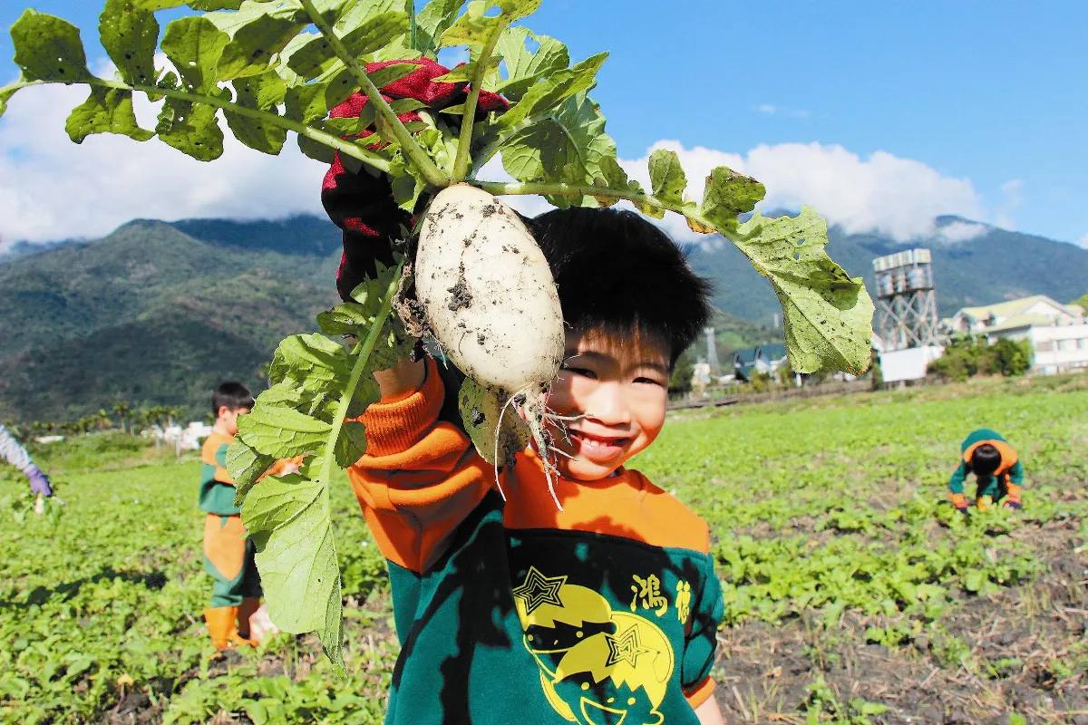 關山幼兒救蘿蔔 體驗農民辛勞