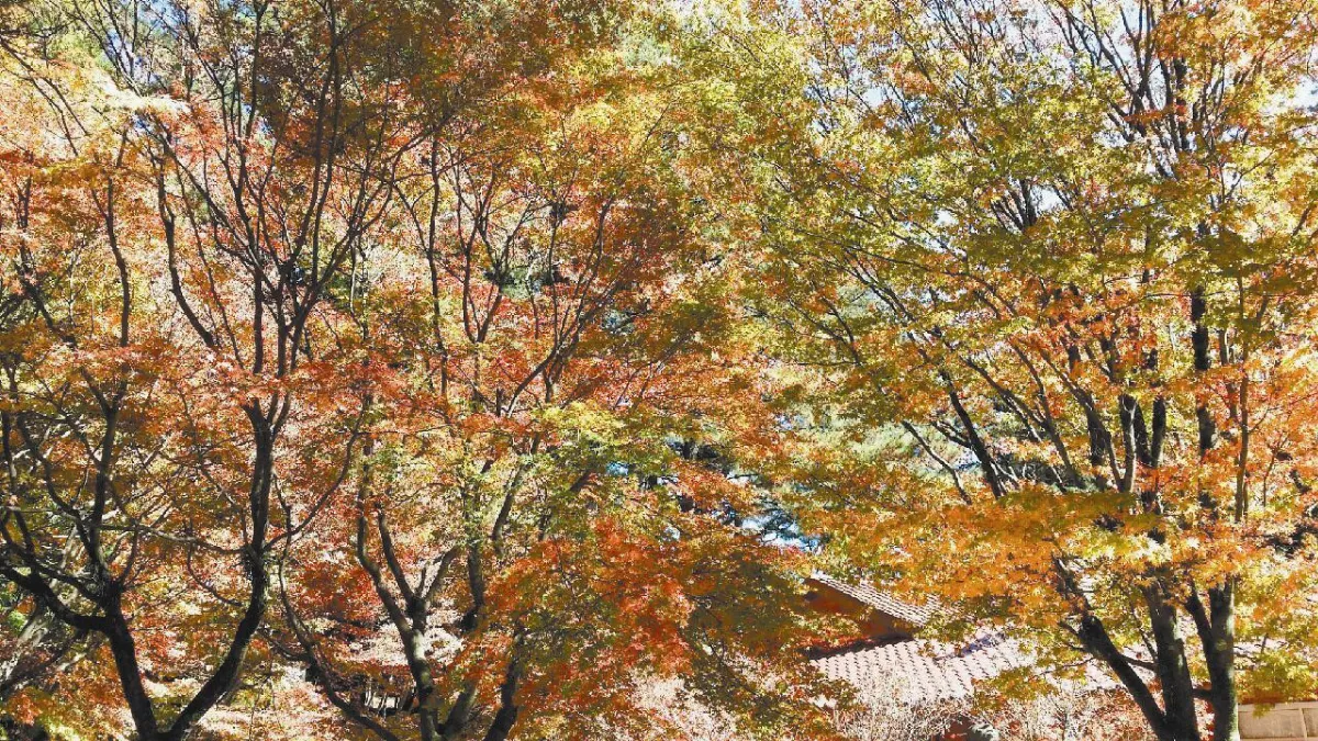 生活快門 美就在當下