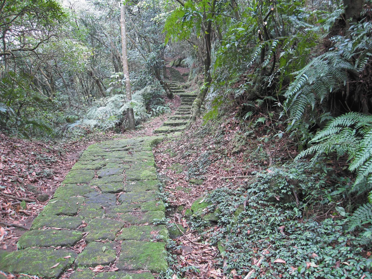 走一條滿布青苔的步道